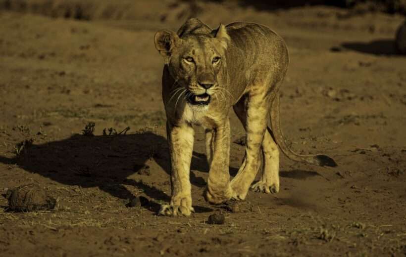 8-DAY AMBOSELI, NAIVASHA, HELLS GATE, NAKURU, MASAI MARA
