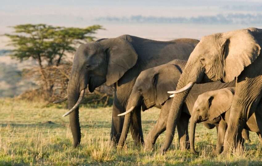 African Elephants on the Masai Mara, Kenya, Africa