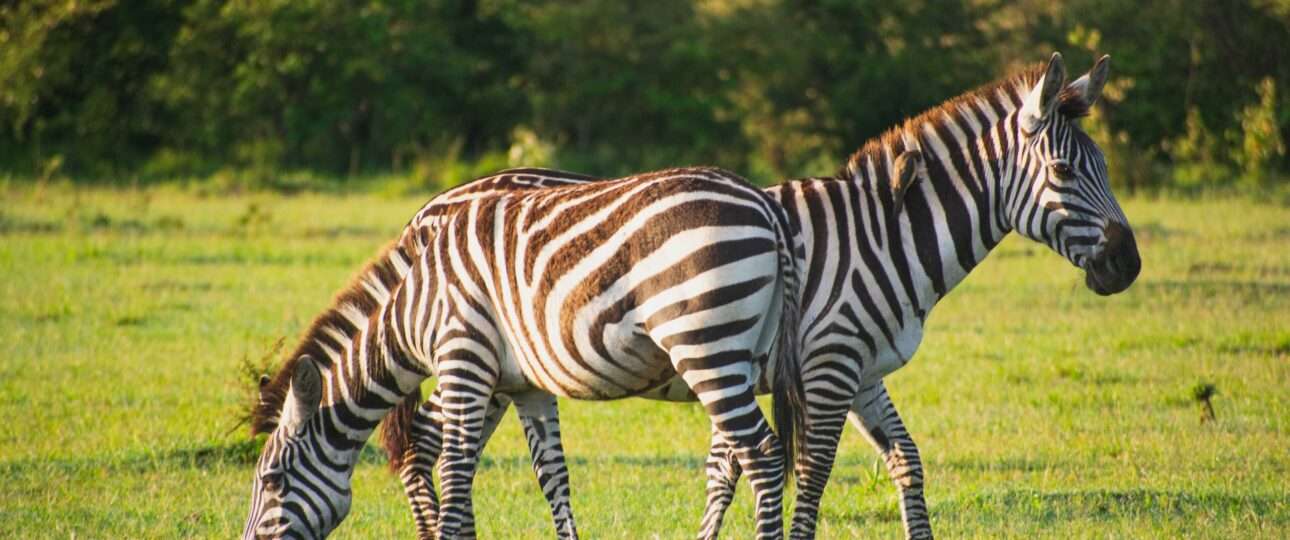 Zebra grazing at masai mara