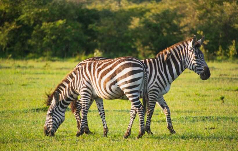 4 Days Kenyan Safari - Lake Nakuru and Masai Mara