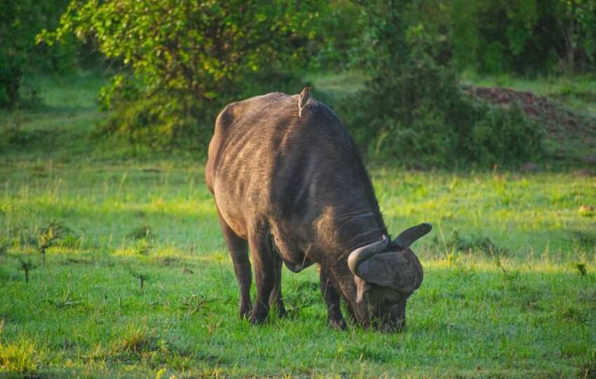 Buffalo grazing at Masai Mara