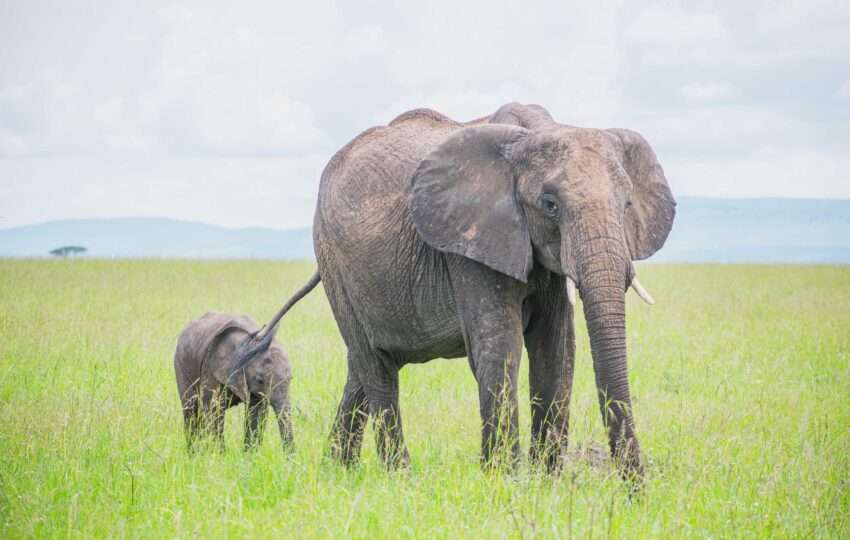 Elephant with young one at masai mara