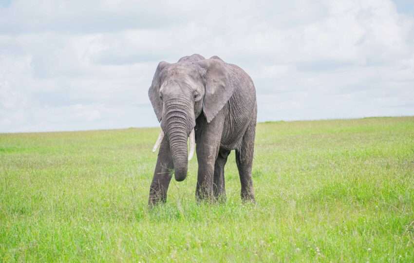 Elephant in Masai Mara