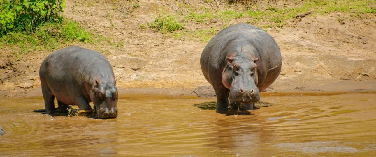 Hippos at Mara River