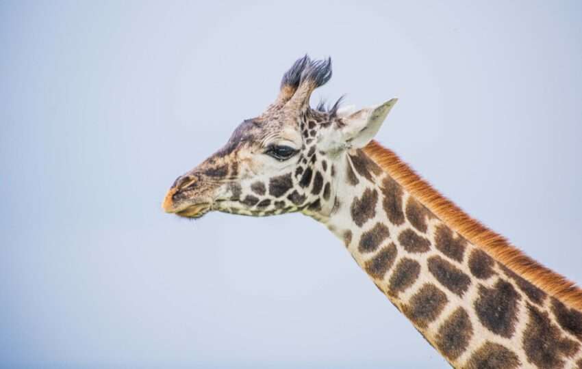 Giraffe