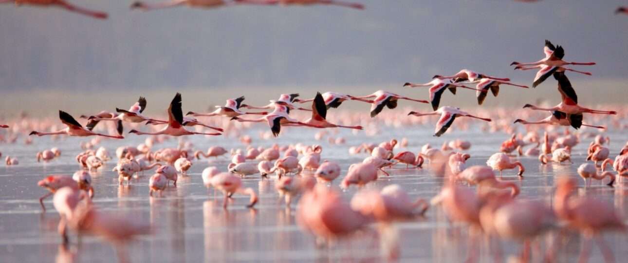 Flamingoes on Lake Nakuru