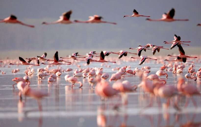 4 Days Ultimate Safari Lake Nakuru and Masai Mara
