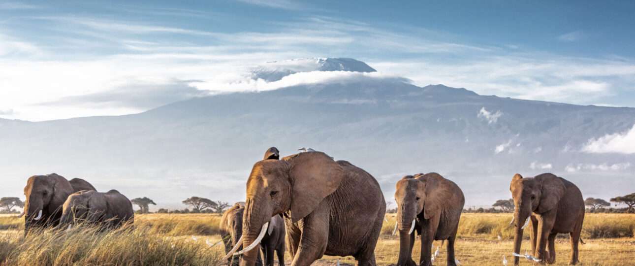 Herd of large African elephants walking in front of Mount Kilimanjaro in Amboseli National Park