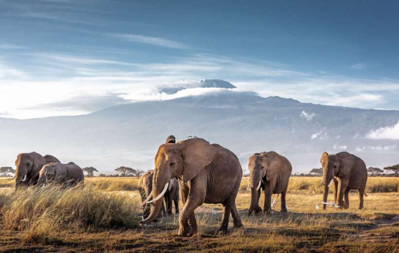 10 – DAY BEST OF KENYAN SAFARI.