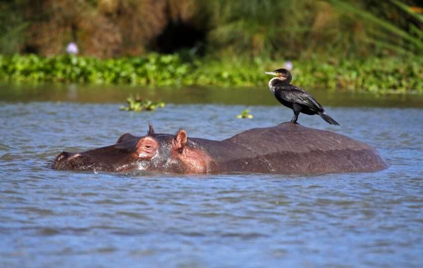 Hippopotamus, Lake Naivasha, Great Rift Valley, Kenya, East Africa