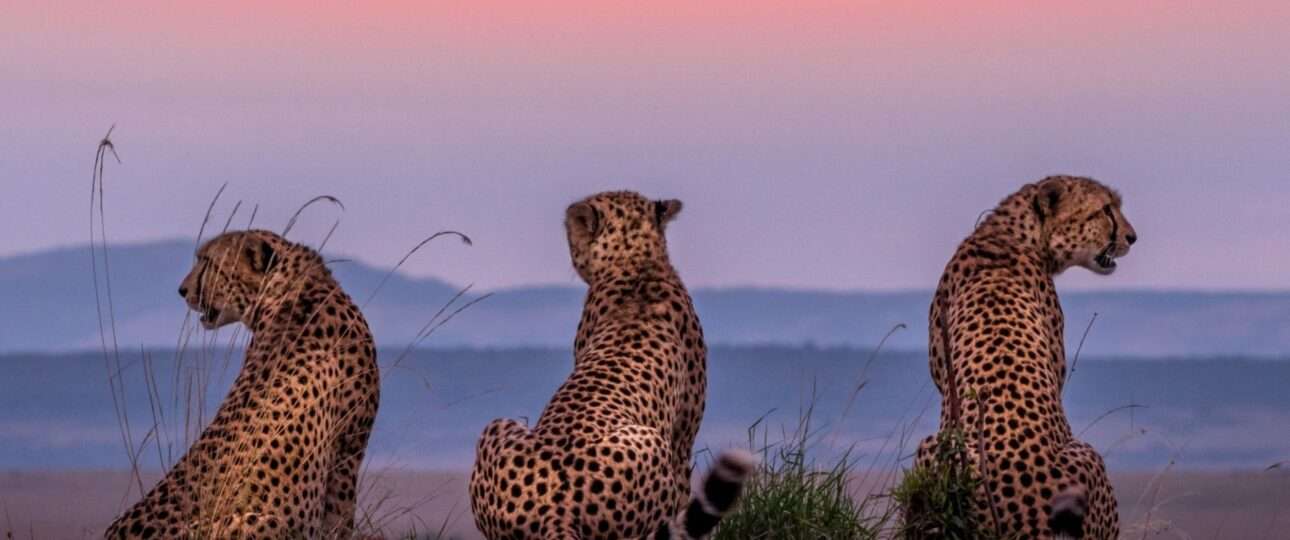 This image of Cheetah is taken at Masai Mara in Kenya.