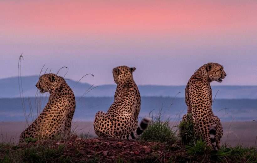 5 Day Amboseli Naivasha Mara Safari