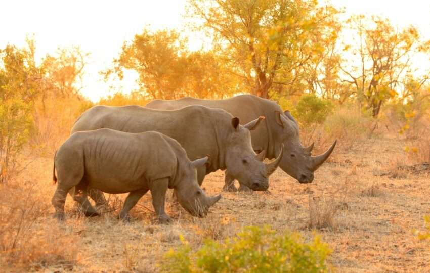 a family of rihinos in the savannah