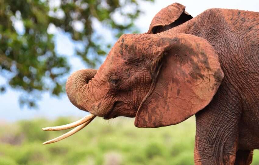 elephant in tsavo