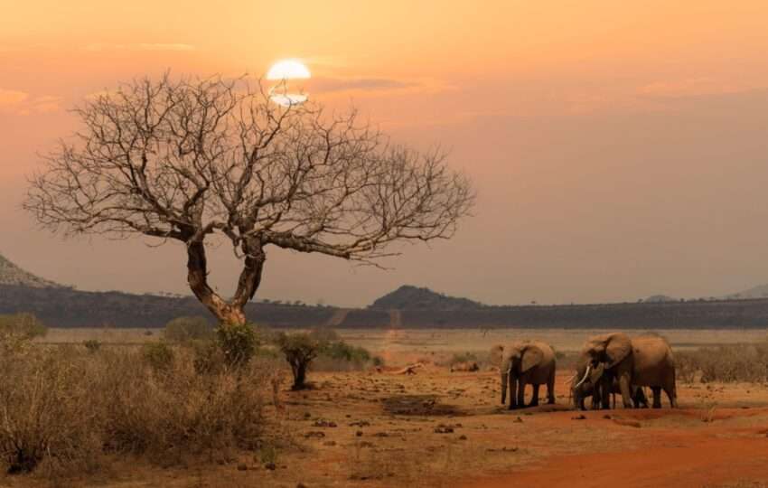 elephants at sunset at tsavo