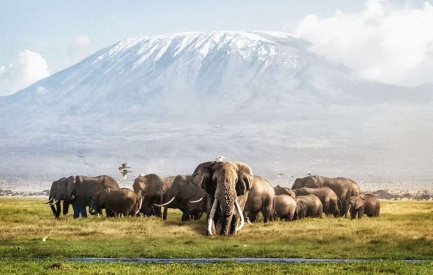 Famous big tusker bull elephant Tim with family herd in front of Mt. Kilimanjaro in Amboseli, Kenya Africa