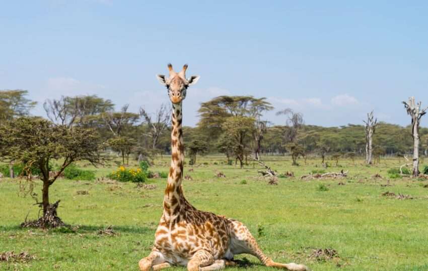 Close-up of giraffe sitting and looking at camera.