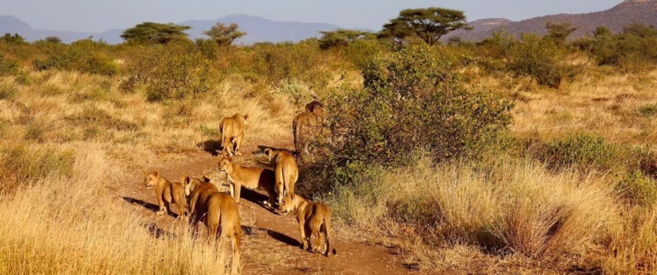 Masai Mara safari