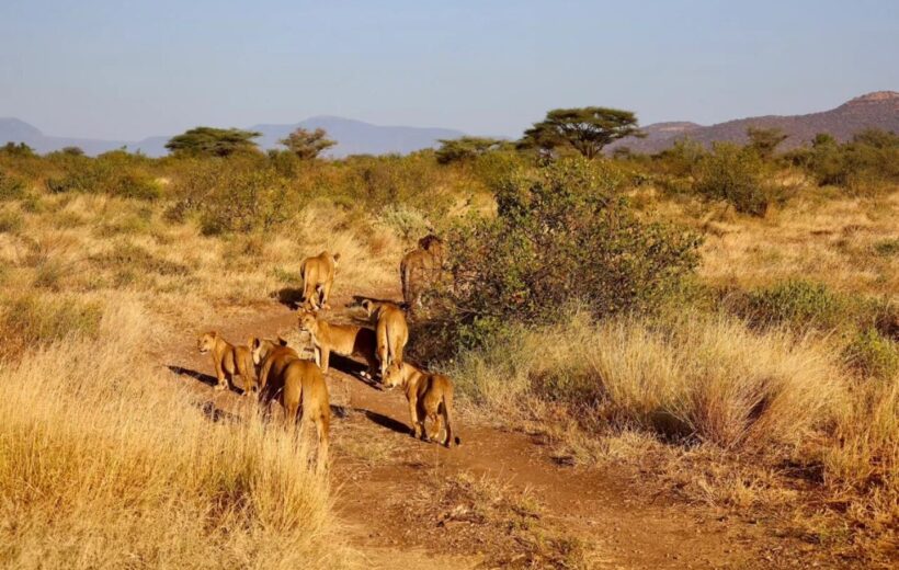 6-Day Amboseli, Lake Naivasha & Masai Mara Safari