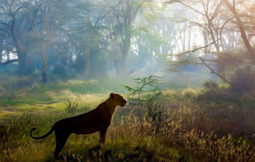 lioness hunting at sunrise lake nakuru