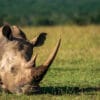 nakuru-rhinos