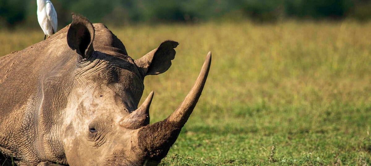 nakuru-rhinos