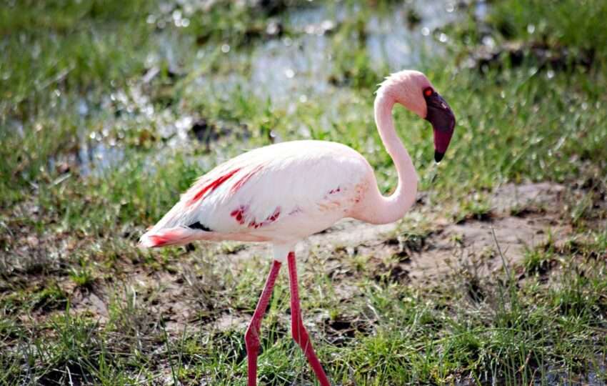 Pink Flamingoes in Masai Mara National Park, Kenya