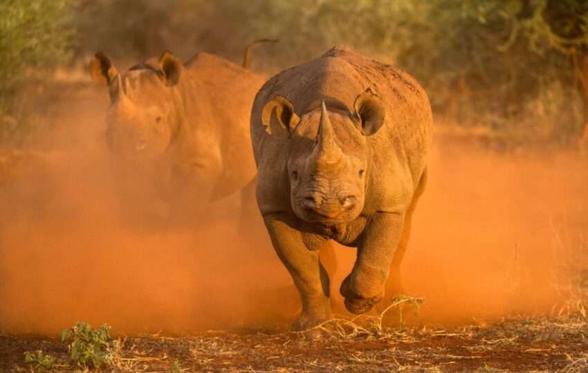 rhino charging towards tour vehicle