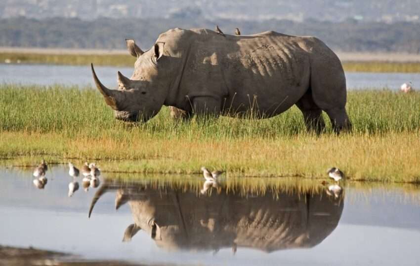 Rhino grazing