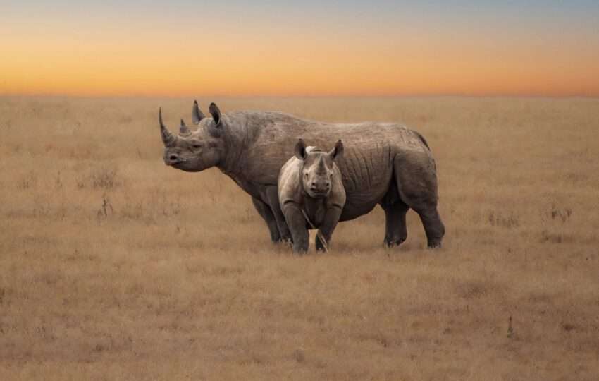 Rhino on the plains of Samburu