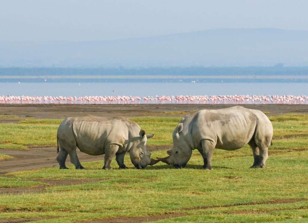 rhinos in lake nakuru national park, kenya
