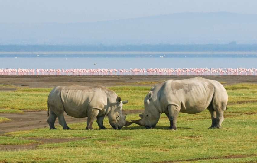 rhinos in lake nakuru national park, kenya