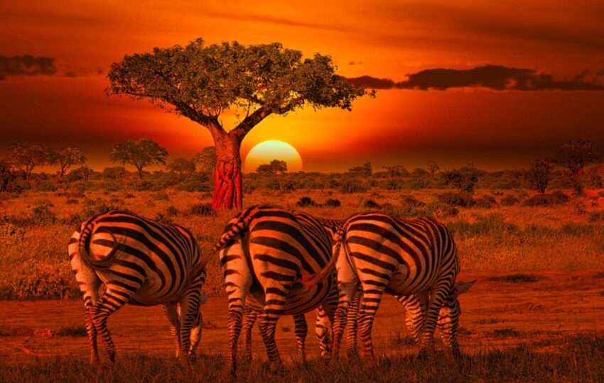 zebra and sunset Tsavo west