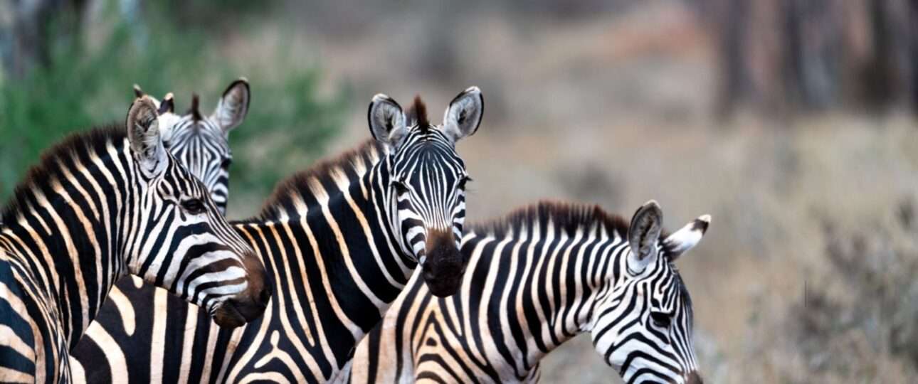 best African safari tour companies