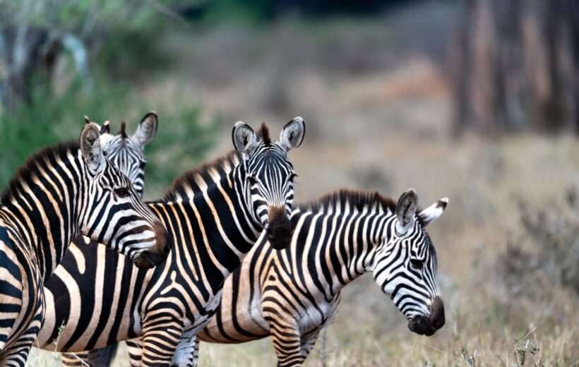 8 Day Jeep Private Safari Mara to Tsavo