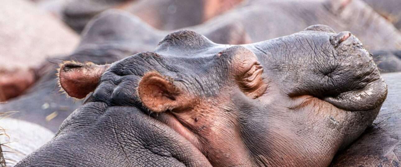 Hippos Queen Elizabeth National Park Uganda