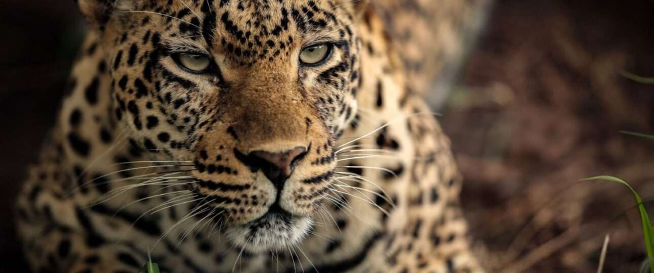 Leopard in Africa