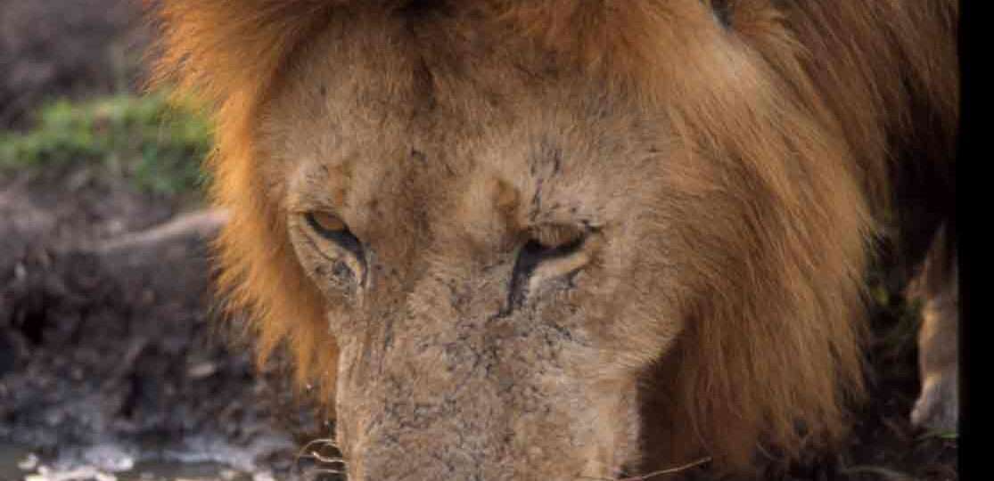 Lion Drinking water Nairobi National Park