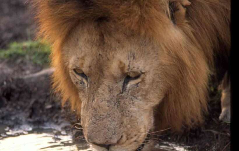 5-Day Naivasha, Lake Nakuru and Masai Mara Safari
