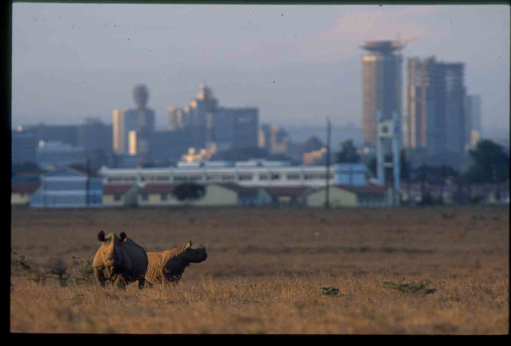 Nairobi National Park