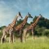 Three Rothschilds giraffes in Murchison Falls National Park Uganda