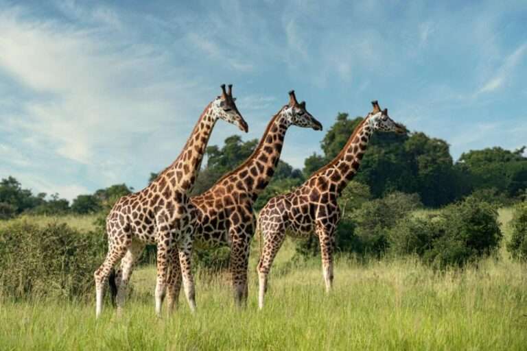 Three Rothschild's giraffes in Murchison Falls National Park, Uganda
