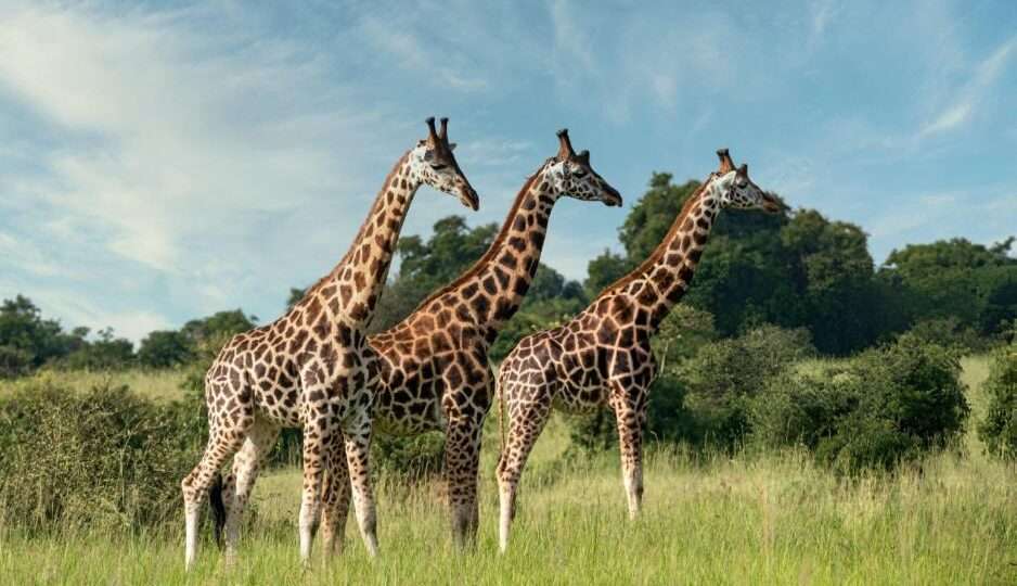 Three Rothschilds giraffes in Murchison Falls National Park Uganda