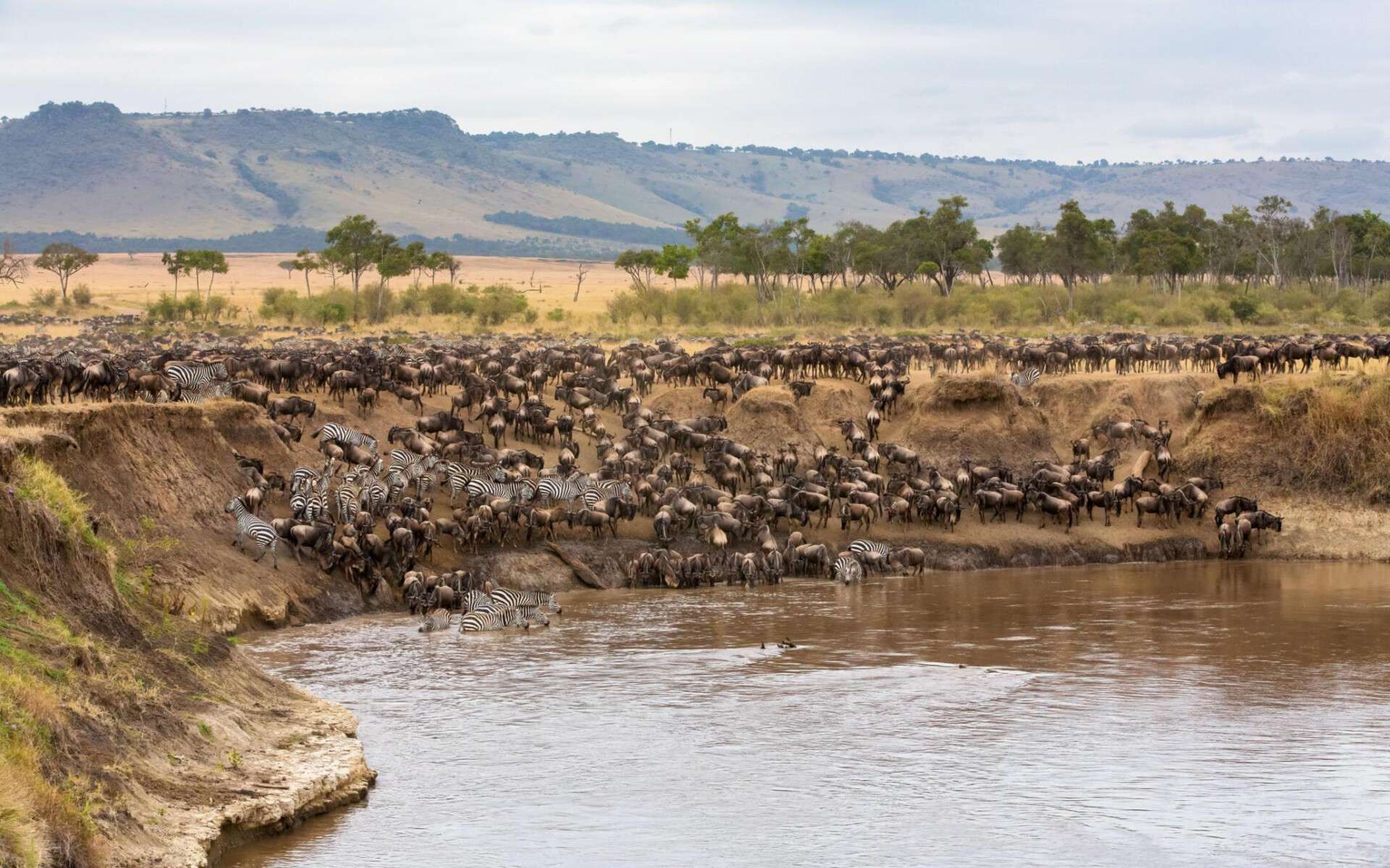 Migration Safaris