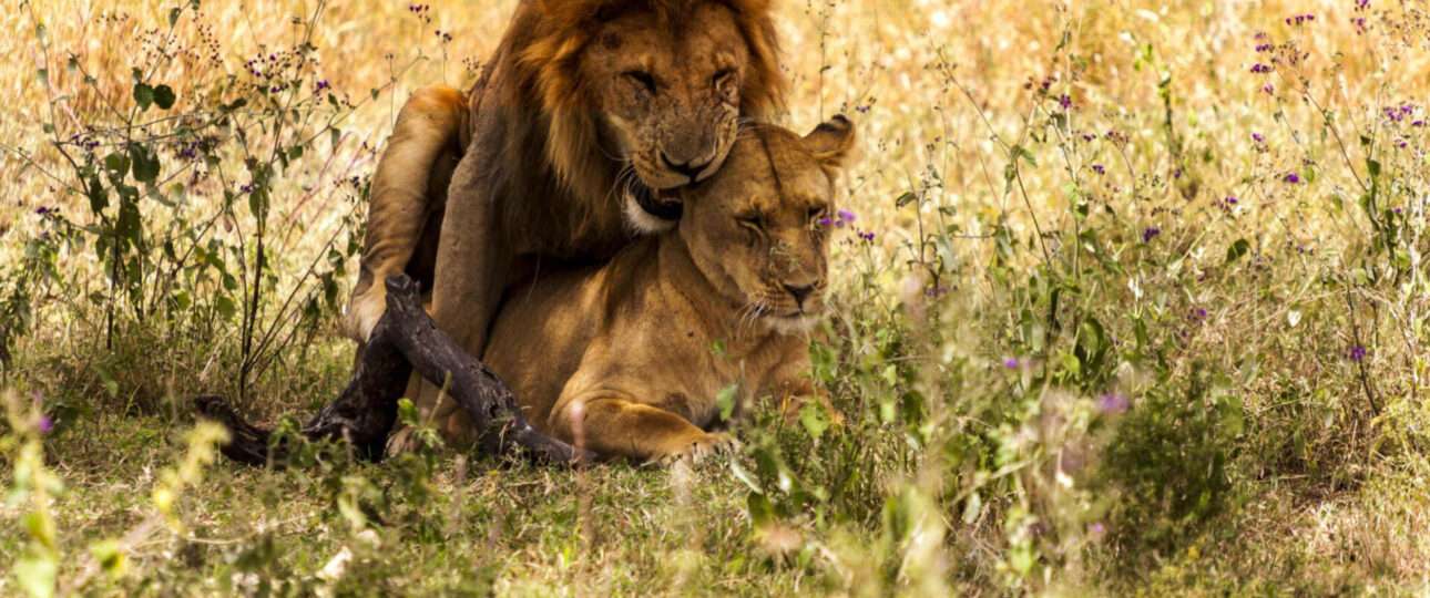 mating Lion Couple snuggle Serengeti National Park