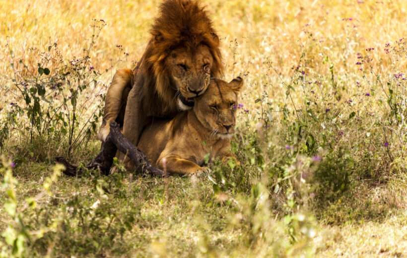 9 Day Newlyweds Nature and Adventure Safari Flying Package.