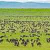 Serengeti National Park Africa Kenya Safaris2