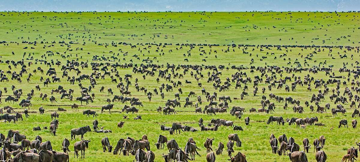 Serengeti National Park Africa Kenya Safaris2
