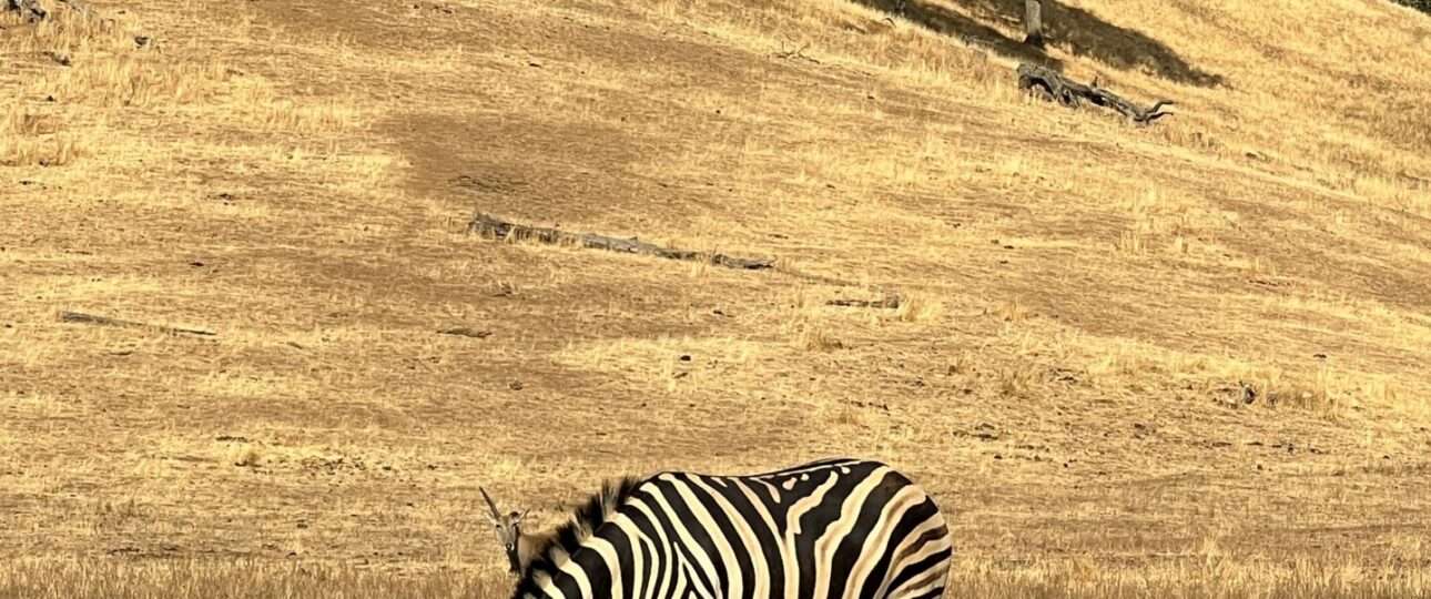 a zebra grazing in a field with trees in the background