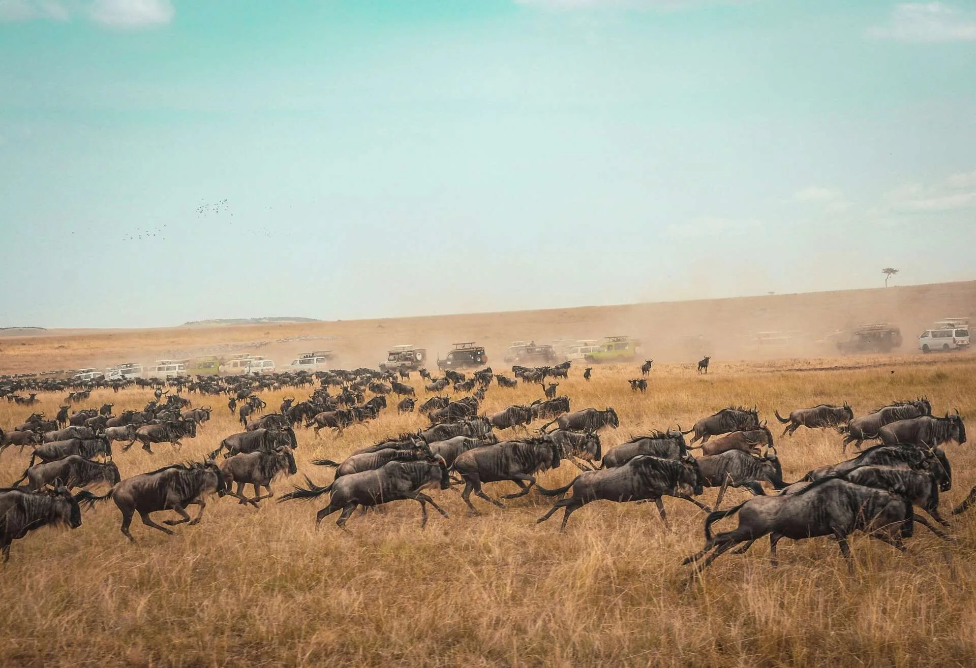 Kenya Safari: What to Pack, Best African Safari Tours, and Why African Safari is the Best 1 luxury safari in Kenya
